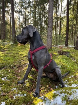 Deutsche Dogge Vilma in Hundegeschirr Burgunder, Größe XL