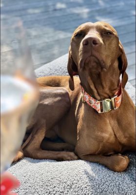Vizsla Henry in Designerhalsband WANDLER, Größe XL