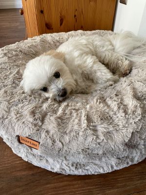 Holly in Bagelbettchen Größe S, Fell Beige