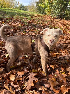 Kleiner Hund in Hundegeschirr Softie Dunkelbraun, Größe S