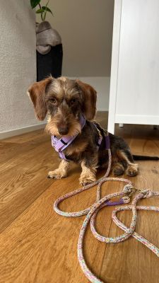 Dackel in Hundegeschirr Lavendel, Größe S