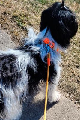 Schapendoes Daphne in Halsband Softie Orange Größe L