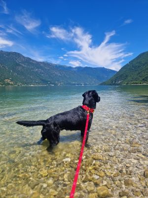  Labrador Skye in Herzklopfen, Halsband Breite 3.8cm 
