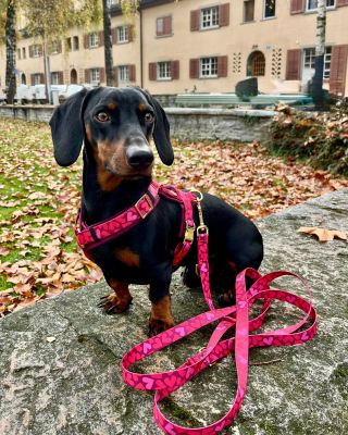 Dackel Nabucco in Hundegeschirr Herzklopfen, Größe S