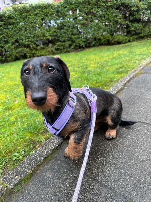 Dackel Ellie in Brustgeschirr Lavendel Gr. XS