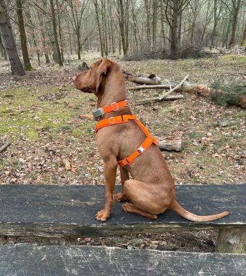 Vizsla in Hundegeschirr und Halsband Softie Neonorange