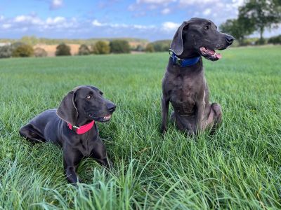  Weimaraner Halsband Softie Neonpink und Dunkelblau  
