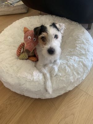 Parson Russell Terrier Lina Bagel Wollweiss
