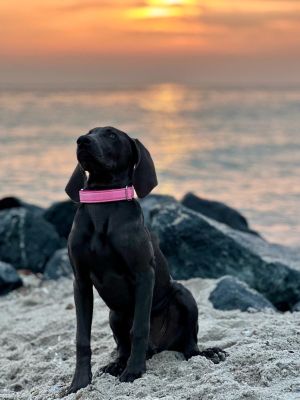 Weimaraner Welpe Anna in Softie 3 cm Rosa