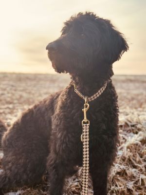 Labradoodle Lola Designerhalsband Stadtgefluester 