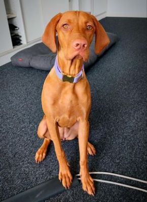 Vizsla Luette in Halsband Softie LAVENDEL Größe L