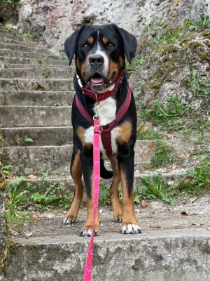  Rosi Herzklopfen Leine Geschirr Burgunder Groesse XL 