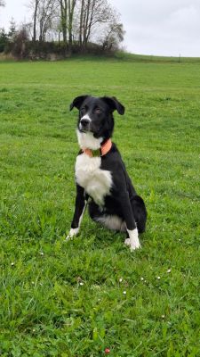 Rosi mit Designerhalsband Tänzer, Größe XL