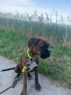 Boxer Aston in Halsband Softie Neongelb mit Tauleine Olive Grove NEONGELB