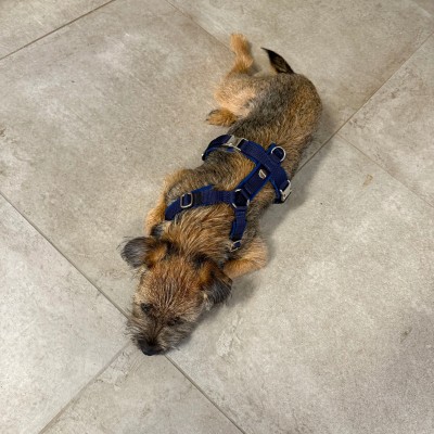 Boston Terrier liegt am Boden, trägt Hundegeschirr Dunkelblau, Größe S