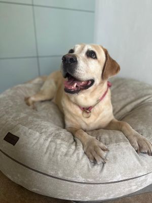 Labrador Lilly in Bagelbettchen Größe L, Velours Beige