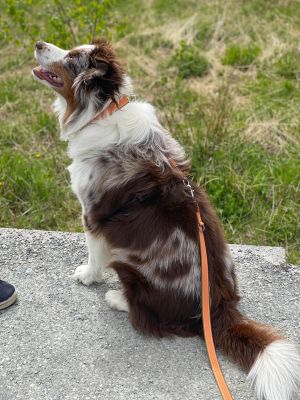 Australian Shepard in Design Wellenbrecher