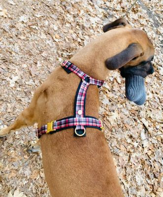 Deutsche Dogge Mäxchen in Hundegeschirr Flaneur, XL mit Sondermaßen