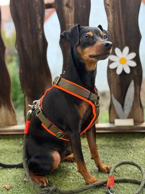 Zwergpinscher Leo (Gewicht 6,5 Kilo) in Hundegeschirr Oliv-Neonorange, Größe S