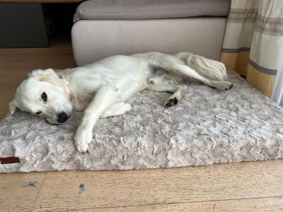  Golden Retriever Louise auf Hundematte Ortho SAFE in Beige Groesse L 