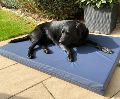 Labrador Amira auf Hundematte Ortho SAFE, Größ L