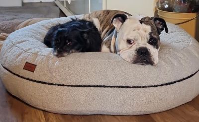 Rasdi und Gismo in Bagelbettchen Teddy Grau, Größe M