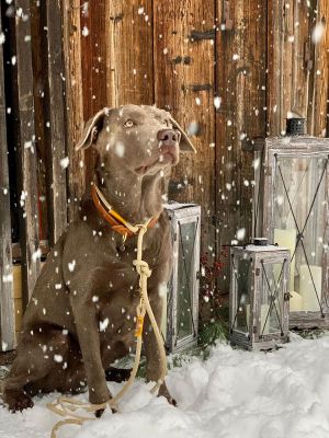 Labrador in Retrieverleine wood owl Goldgelb  