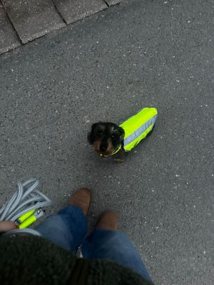 Zwergdackel Enzo in Warnweste mit Tauleine Pabble Stone Neongelb