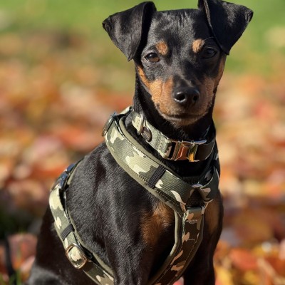 Zwergrehpinscher Leo in Design Entdecker