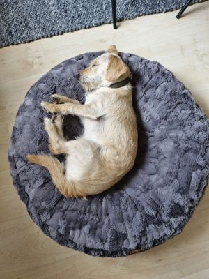 Sheltie Lotti in Bagelbettchen Fell Grau, Größe S