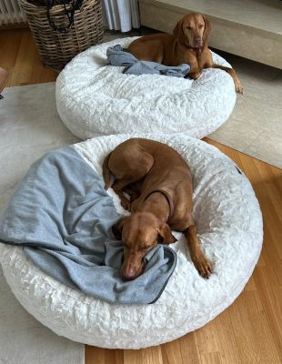  Vizsla Gustl und Poldi in Bagelbettchen wolleiss Groesse L