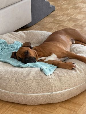 Boxer Cooper in Bagelbettchen Größe L, Teddy Sand, Größe L