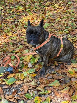 Franzoesische Bulldoge Kiwi Brustgeschirr Wellenbrecher