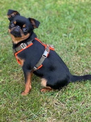 Kleiner Hund sitzt in der Wiese, Bonnie in Hundegschirr Oliv-Orange, Größe XS