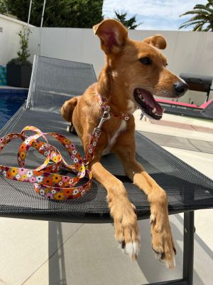 Eloy in Designerhalsband Blumenmeer, Größe M