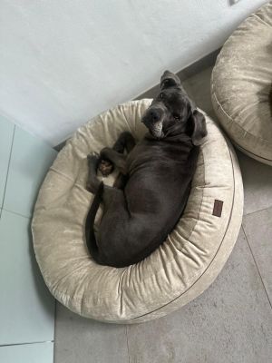 Cane Corso Ruby in Bagel Velours Beige Größe L
