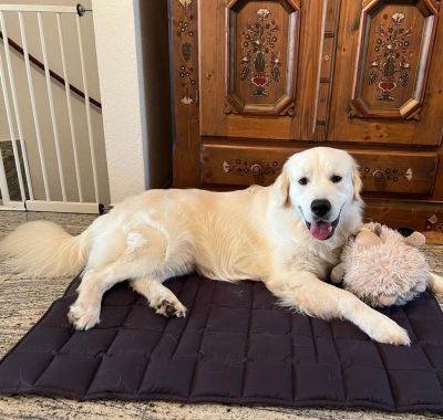 Golden Retriever auf Reisedecke Grau 