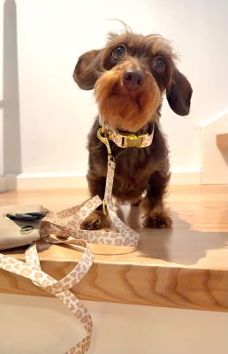 Zwergdackel Parma in Leoprint Halsband und Leine