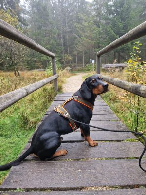 Bracke Anton in Hundegeschirr Oliv-Orange Größe L