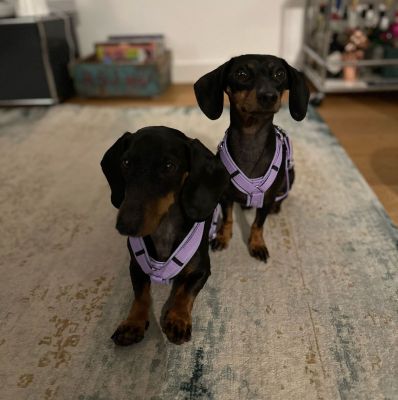 Zwergdackel Gustav (Größe S) und Inge (Größe XS) in Hundegeschirr Softie Lavendel