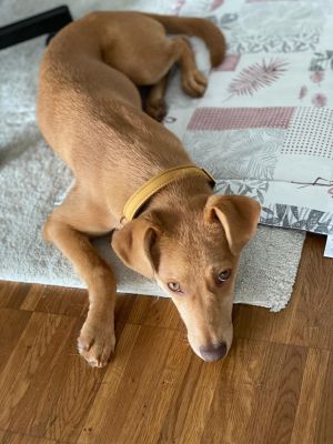 Nala in Halsband Softie Karamell, Größe M 