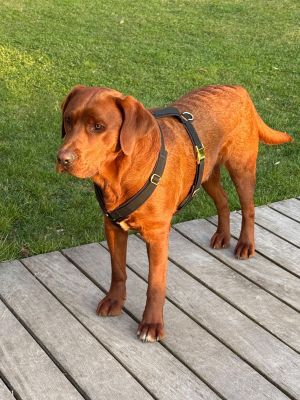 Labrador Carlo in Hundegeschirr Softie Schwarz Grösse XL