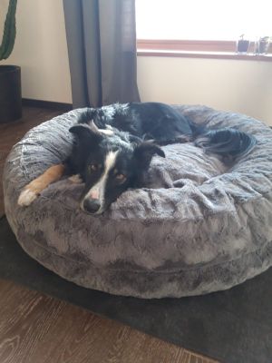 Bordermischling Samu 25kg Bagel Gr.L Grau