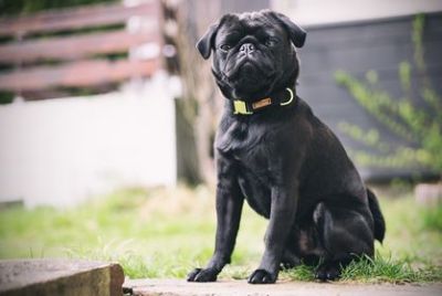 Mops Gustav in Halsband Softie Schwarz, Größe M
