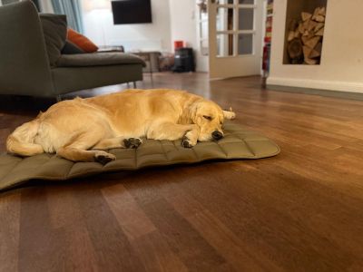  Golden Retriever Wilma auf Reisedecke POCKET Beige 