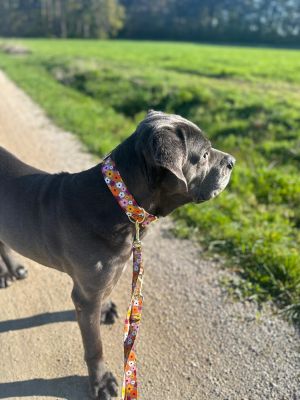 Cane Corso Ruby in Design Blumenmeer, Halsbandgröße XL