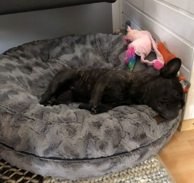 Französische Bulldogge Kira in Bagelbettchen Größe M, Grau