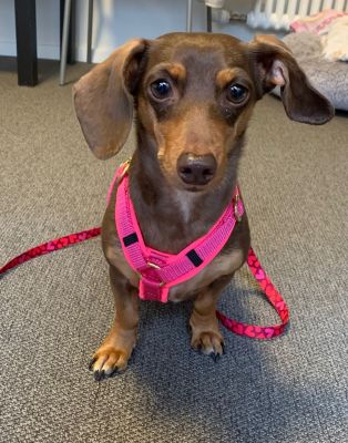 Zwerdackel Elli (Gewicht 4,5kg), Hundegeschirr NEONPINK, Größe XS