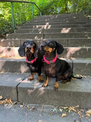   Dackel Inge und Gustav in Halsband Softie Pink
