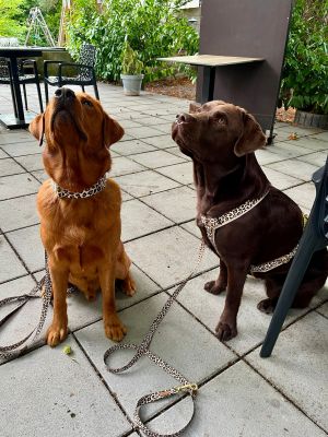  Theo und Floki in Leo Halsband und Brustgeschirr 